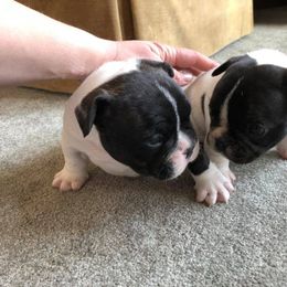 French Bulldog Puppies from Color Me Pied Frenchies