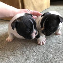 French Bulldog Puppies from Color Me Pied Frenchies