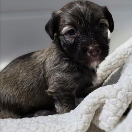 Choc male - Chocolate male Havapoo puppy in Medina, Ohio from Momma's Minis