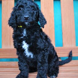 Goldendoodle Puppies from Warren Doodles