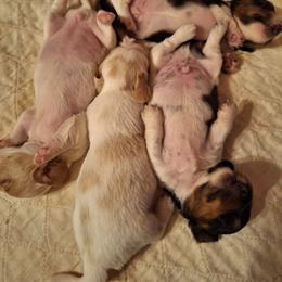 Dachshund Puppies from Mel's LowRider Ranch