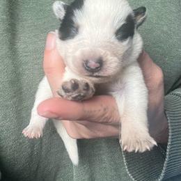 Boy 2 - Blue male Australian Cattle Dog puppy in Norton, Ohio from Australian Cattle Dog Company