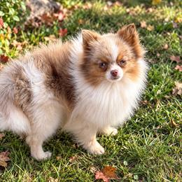 Biscotti - Beaver and Tan Merle Parti Female - Chocolate merle female Pomeranian puppy in Buck Valley, Pennsylvania from Buck Valley Pomeranians