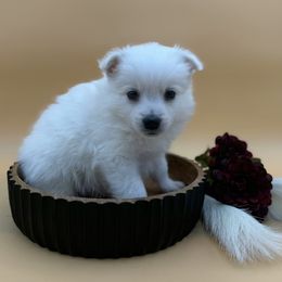 Sesame Bean - White male American Eskimo Dog puppy in Valrico, Florida from Shadow Kennels