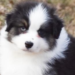 Wynter - Black tri-color female Australian Shepherd puppy in Easton, Missouri from MMA Kennel
