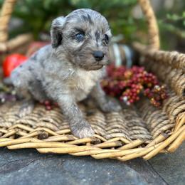 June - Blue merle female Aussiedoodle puppy in Lexington, Alabama from Johnson’s Highland Pride Aussiedoodles
