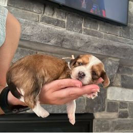 Girl 1 - Chocolate brindle female Havanese puppy in Osceola, Indiana from LUV my HAVAMALT