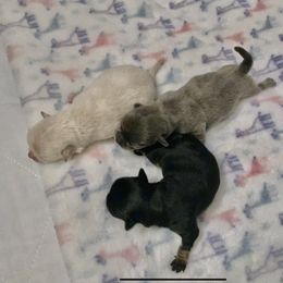 Chihuahua Puppies from Bijou Chihuahua’s