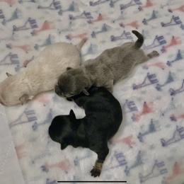 Chihuahua Puppies from Bijou Chihuahua’s
