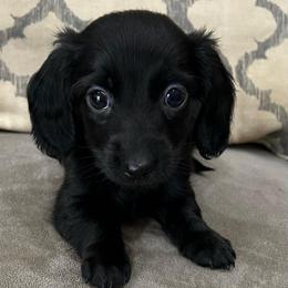 Sally - Black female Dachshund puppy in Ragland, Alabama from PK livestock