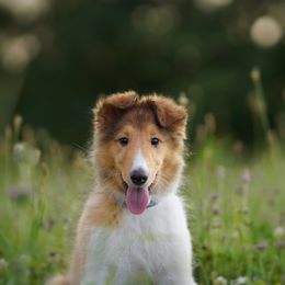 Collie Puppies from Caleb’s Collies