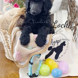 Poodle Puppies from Agape Standard Poodles