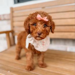 Athene - Red  female Goldendoodle puppy in Iola, Texas from Supreme Doodles of Texas
