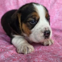 Tri color girl - Black tan and white female Beagle puppy in Spring Branch, Texas from Lost Trail Kennels
