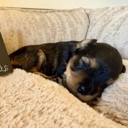 Joey - Black and silver male Miniature Schnauzer puppy in Grantsville, Utah from Stellar Schnauzers