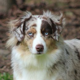 Glory - Australian Shepherd