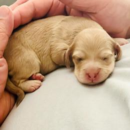 Nathan - Dapple male Dachshund puppy in Fontana, California from DOXI.E.