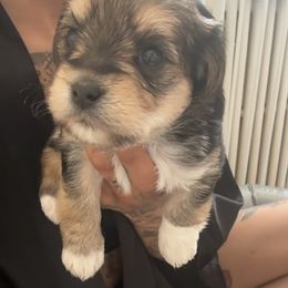 Majin Buu - Black gold and white male Shorkie puppy in Washington, Washington, D.C. from Evelyn Renee House of Aces