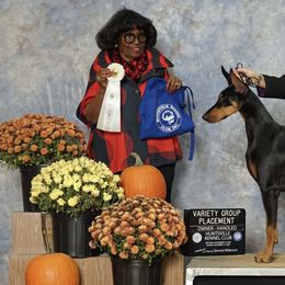 Doberman Pinschers from Coruscate Dobermans