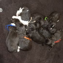 Girl 1 - female Newfoundland puppy in Dalton, Ohio from Newfforu