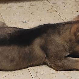 Isaac - Sable male German Shepherd puppy in Montalba, Texas from LM German Shepherd Dogs