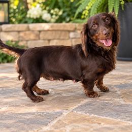 Ms Brownie - Dachshund
