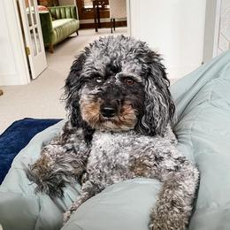 Aussiedoodle and Bernedoodle Puppies from Steindoodles