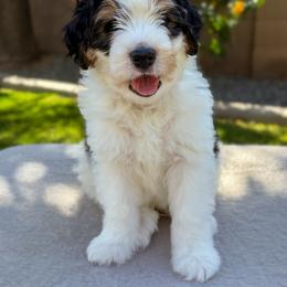 Buckeye - Tri-color male Bernedoodle puppy in Gilbert, Arizona from 5280 Bernedoodles