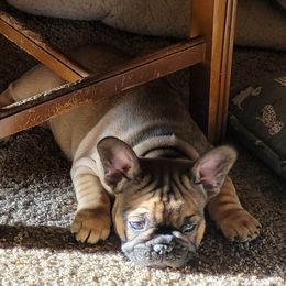 French Bulldog Puppies from 4 Leaf Frenchies