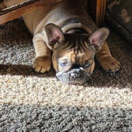 French Bulldog Puppies from 4 Leaf Frenchies