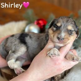 Shirley - Blue merle female Aussiedoodle puppy in Lancaster, Minnesota from Finney Ranch