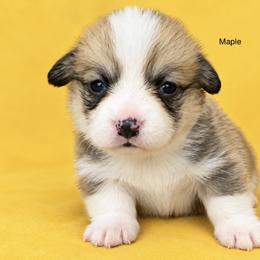 Maple - Sable female Pembroke Welsh Corgi puppy in Port Republic, Maryland from Bestfurends