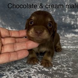 Chip - Chocolate and cream male Dachshund puppy in Poteau, Oklahoma from Sisters Dazzling Dachshunds