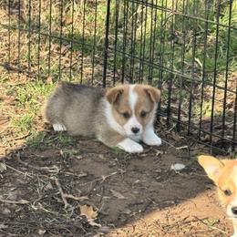 Budro - Sable male Pembroke Welsh Corgi puppy in Millsap, Texas from Punchy Pembroke Ranch