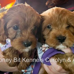 Arlan - Red male Cavapoo puppy in Maple Grove, Minnesota from Honey Bit Kennels