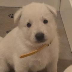 Boy 7 - White male German Shepherd puppy in Tonopah, Nevada from Mercy's White Shepherds
