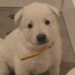 Boy 7 - White male German Shepherd puppy in Tonopah, Nevada from Mercy's White Shepherds