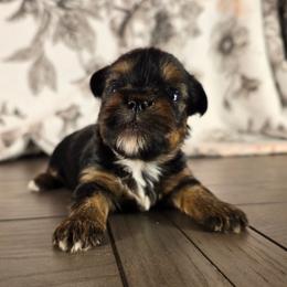 Brantley - Black and gold male Yorkshire Terrier puppy in Callahan, Florida from Nikki's Precious Yorkies