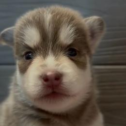 Kodiak - Lavender male Pomsky puppy in Spring Hill, Florida from PDQ Pomskies