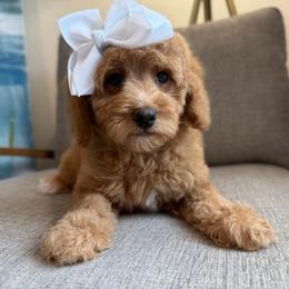 L-Pink Girl - Red  female Goldendoodle puppy in Lewisville, Texas from Texas Goldendoodle Lovers