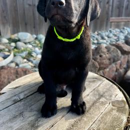 Beck - Green Collar - Black male Labrador Retriever puppy in Galt, California from On My Side Kennels