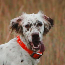 Llew Lew - Llewellin Setter