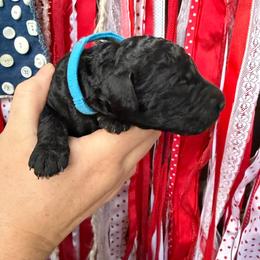 Boy 1 - Black male Poodle puppy in Fairfield, North Carolina from Leaning T Ranch