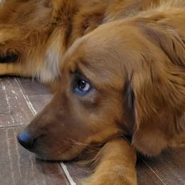 Goldendoodles and Golden Retrievers from 07 Seven Oaks Goldens and Doodles