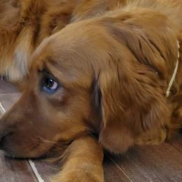 Goldendoodles and Golden Retrievers from 07 Seven Oaks Goldens and Doodles
