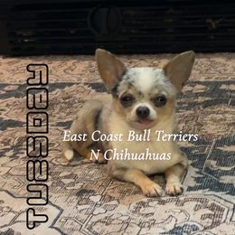 Stitch - Chihuahua