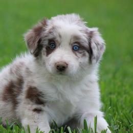 Red Merle male - Red merle male Border Collie puppy in Tylertown, Mississippi from Cool Meadow Farms