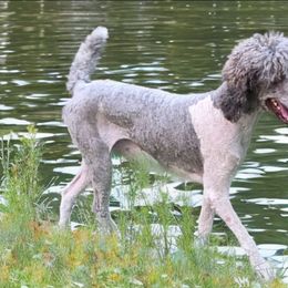 Whiskey - Parti male Poodle puppy in Copperas Cove, Texas from Poodles of Valor