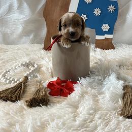 Red Collar Female - Red  female Goldendoodle puppy in Bradenton, Florida from Suncoast Goldendoodles