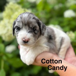 Girl 7 - Parti female Goldendoodle puppy in Newark, Ohio from Valleydayle Doodles and Wheatens